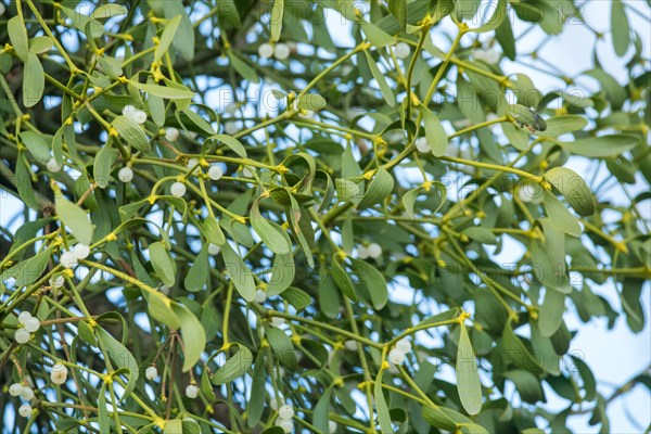 European mistletoe