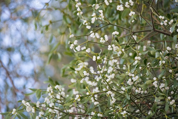 European mistletoe