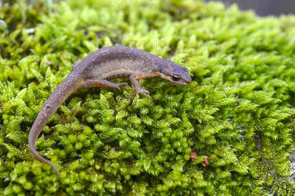 Common newt