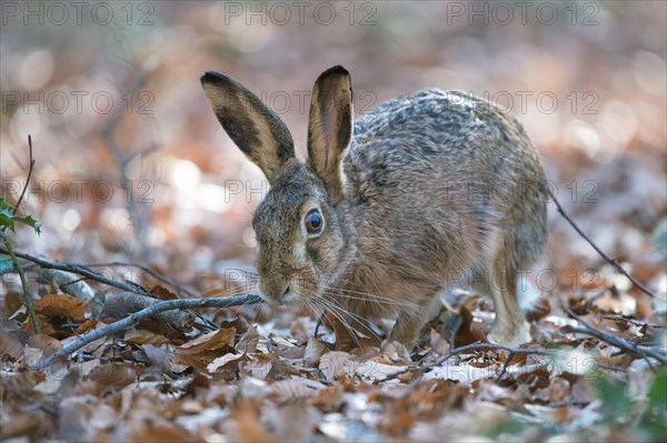 European hare