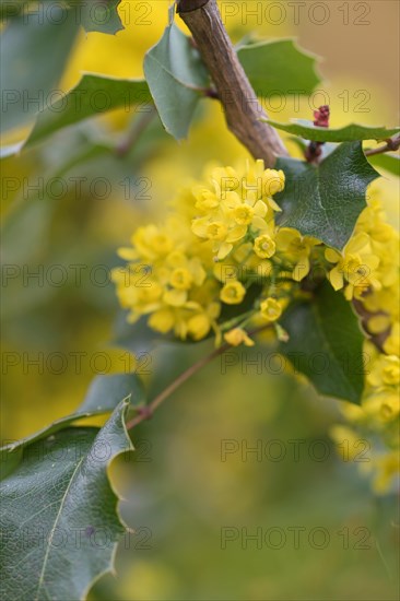 Oregon-grape