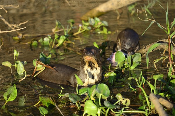 Giant otter