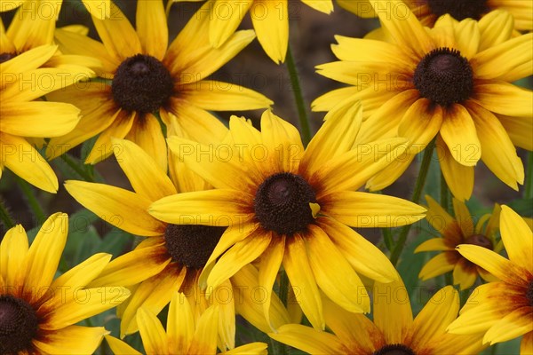 Black-eyed Susan