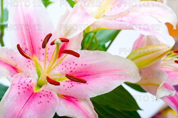 Pink lily flower bunch bouquet over white copyspace