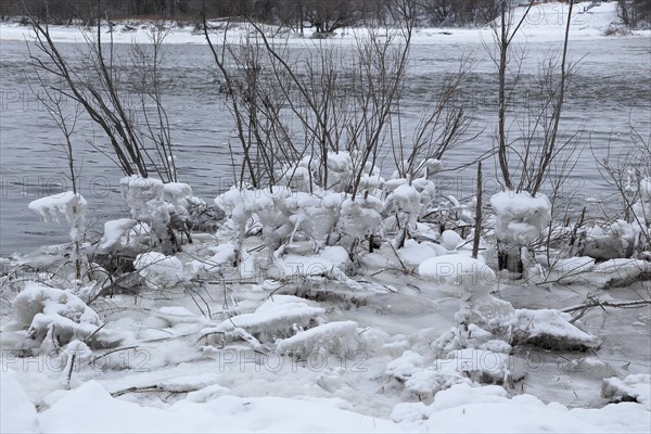 Chunks of ice on a bush