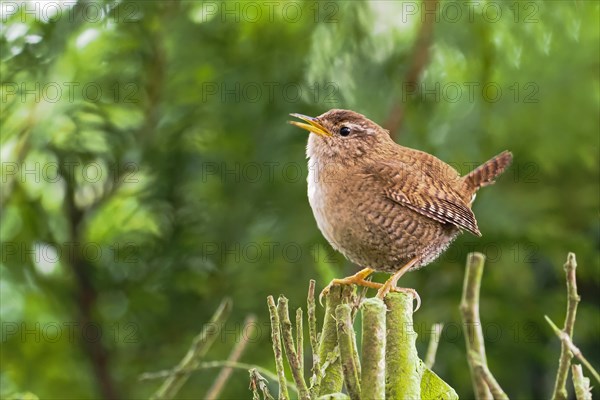 Eurasian wren