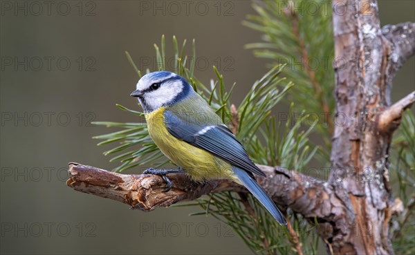 Blue tit