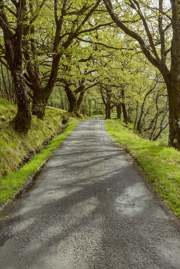 Scottish single track road street lined with old oak trees in spring