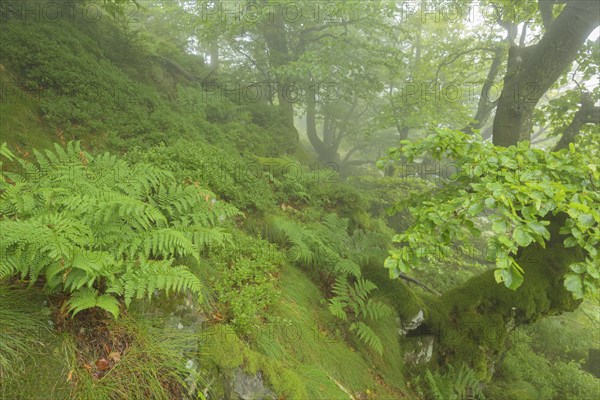Mountain forest on a misty morning on mountain peak