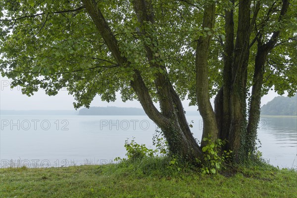 Lakeside after rain in the morning