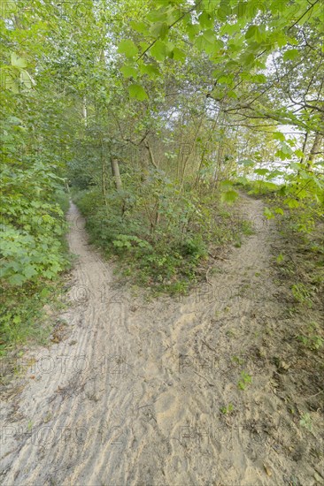 Forked forest path