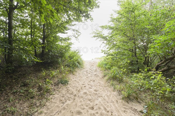 Forest path