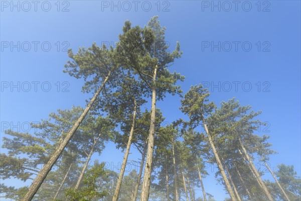 View in the tree tops of a pine forest in the morning with fog