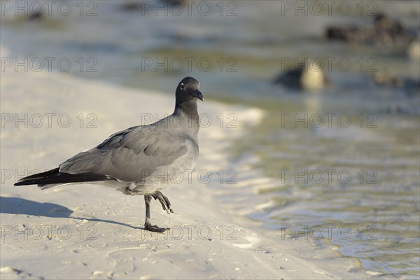 Lava gull