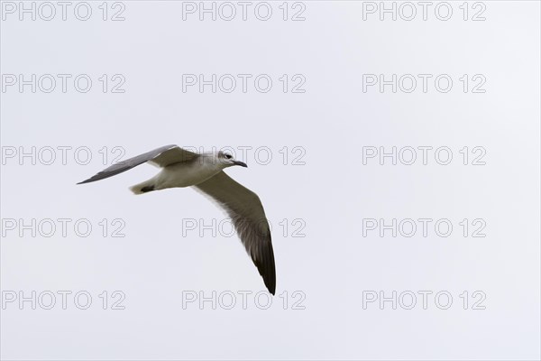 Laughing gull