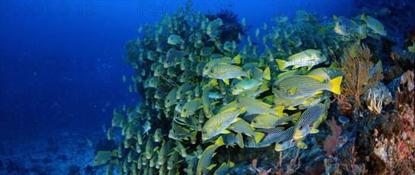 Very big school of Ribboned sweetlips