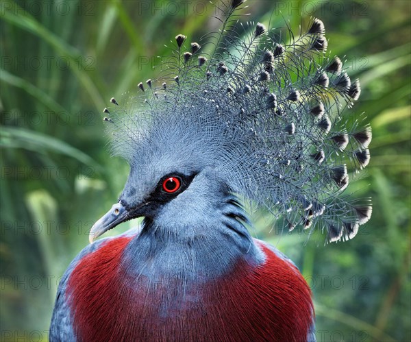 Southern Crowned Pigeon