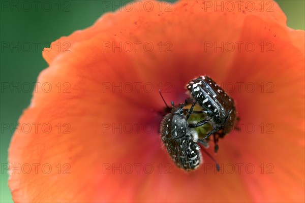 White spotted rose beetle