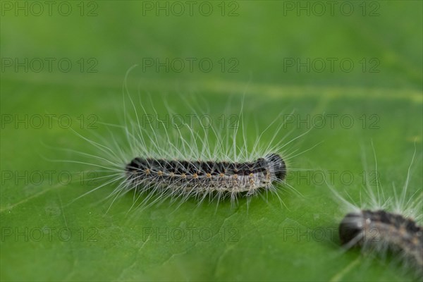 Oak processionary moth