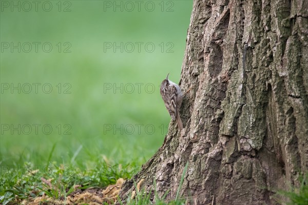 Short-toed treecreeper