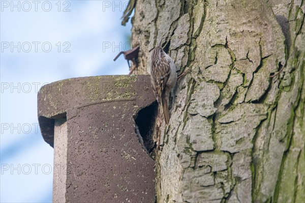 Short-toed treecreeper