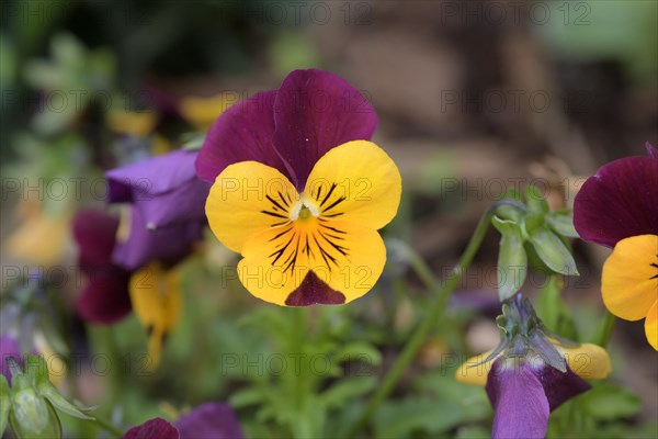 Pansy