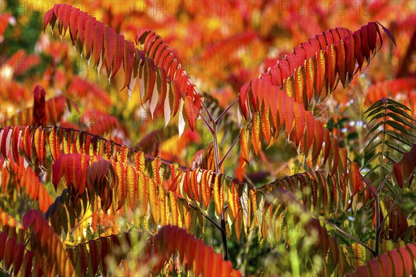 Staghorn sumac