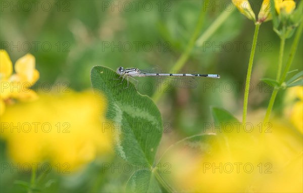 Common blue damselfly