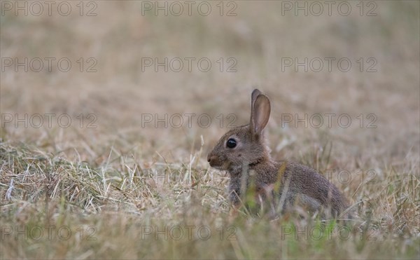 European rabbit