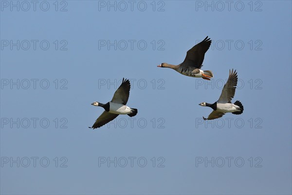 Barnacle geese