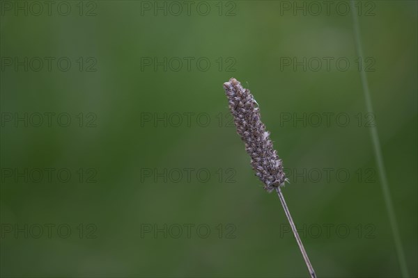 Ribwort plantain