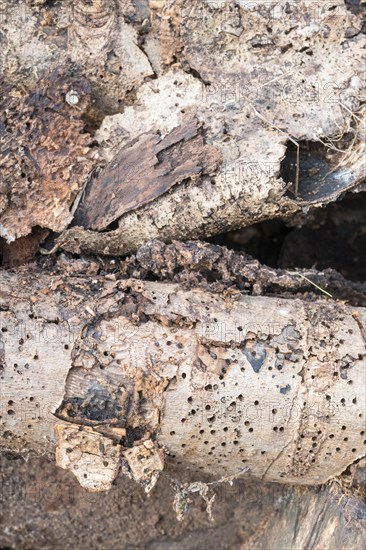 Deadwood pile as natural insect nesting aid