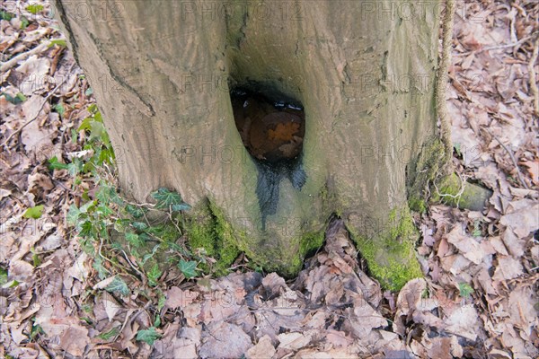 Water pot in old tree