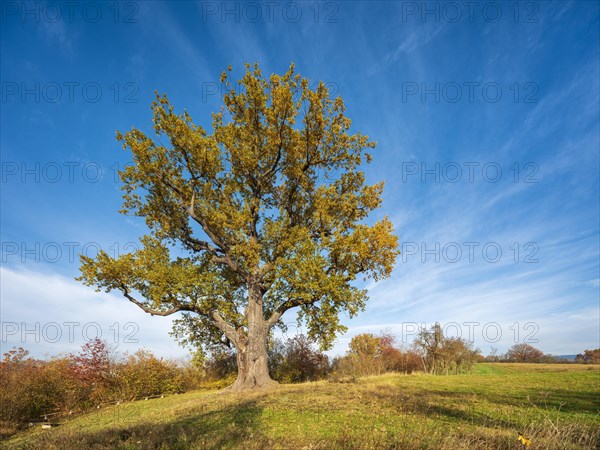 Large old solitary english oak