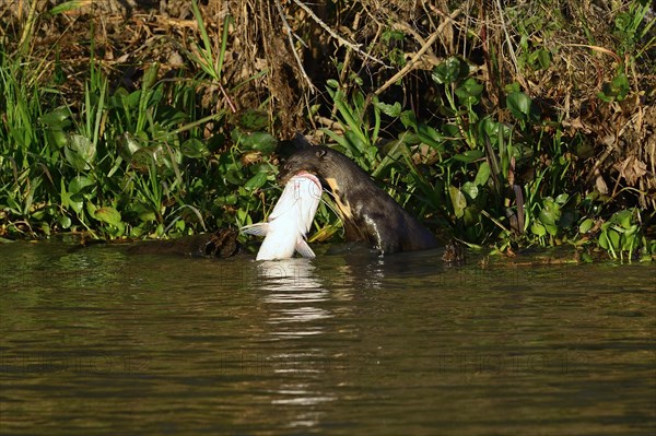 Giant otter