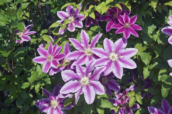 Clematis