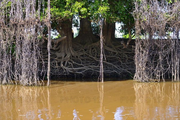 Dense vegetation on the banks of the Rio Sao Lourenco