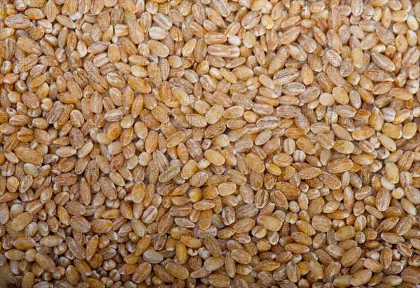 Organic wheat grains over rustic wood table macro closeup