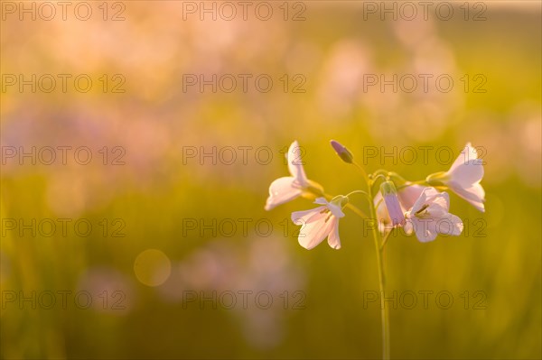 Cuckoo flower