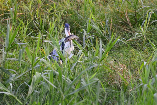 Cocoi heron