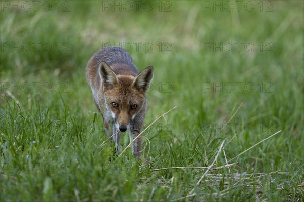 Red fox