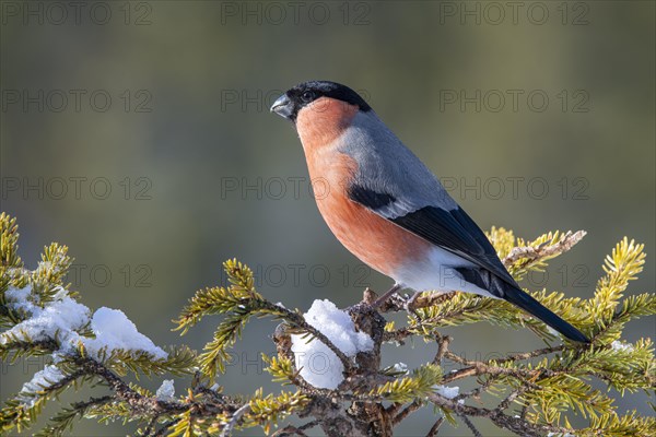 Bullfinch or eurasian bullfinch