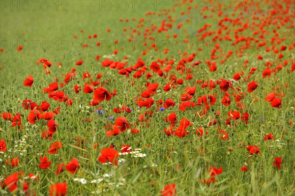 Red corn poppy