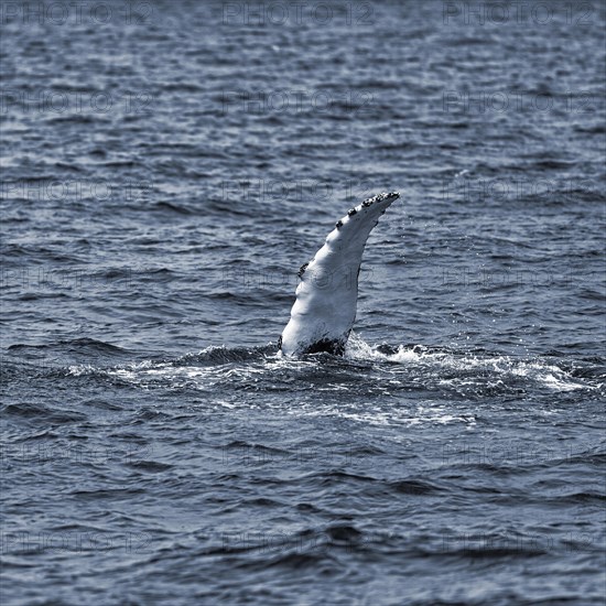 Pectoral fin of humpback whale