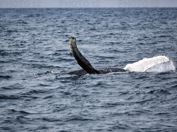 Two pectoral fins