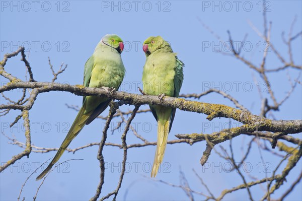 Rose-ringed parakeets