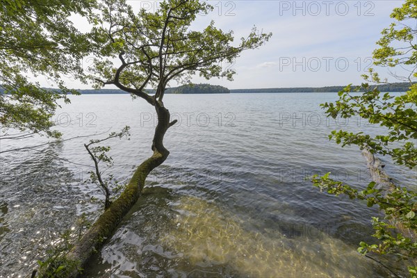 Lakeside in summer