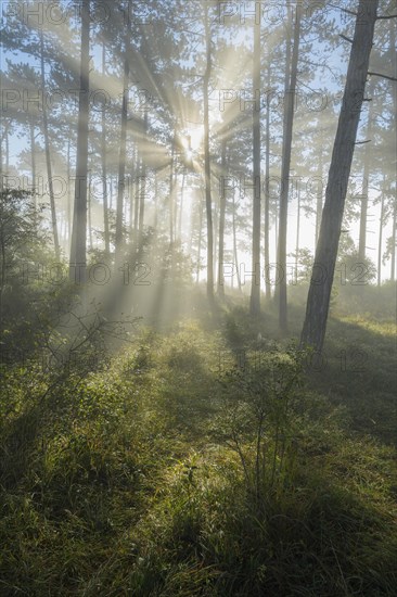 Forest in the morning with fog and sun