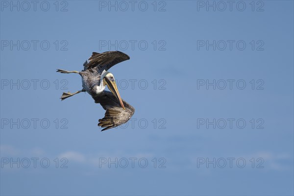 Brown pelican