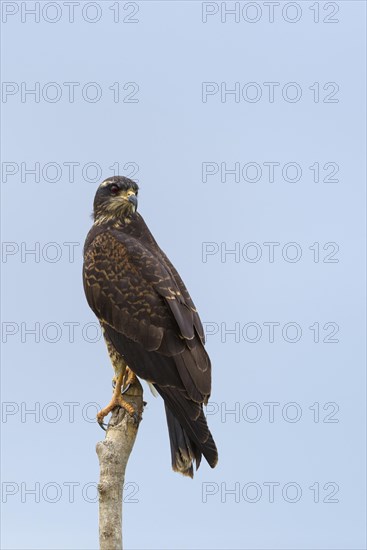 Snail kite